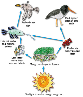 example of food chain and food web